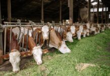 Вината се бара на погрешно место – откупувачите пријавуваат субвенции, а не земјоделците