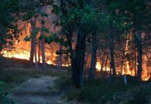 Осомничените за пожарот кај Омиш го признале делото: Можно е да одговараат за тероризам!