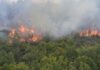 Долготрајната суша го зема данокот: Во Грција за неколку часа избувнаа речиси 40 пожари
