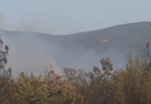 Локализиран е пожарот во Националниот парк „Пелистер“ – противпожарни единици цела ноќ дејствуваа на терен
