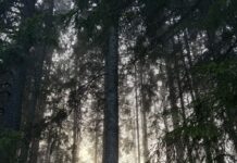 Руско оружје пронајдено во шума во близина на Берлин