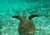 Нови напади во Јадранското Море: Морска желка од 70 килограми каснала пливачи, пет случаи за само 20 дена