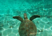 Нови напади во Јадранското Море: Морска желка од 70 килограми каснала пливачи, пет случаи за само 20 дена