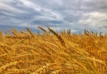 Храната повторно ќе поскапе