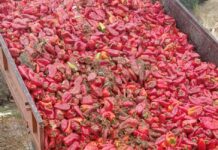 Земјоделците ги фрлаат пиперките на депонија – кој ќе плати за уништениот род?
