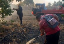 Додека едни ја гасат шумата кај Селце, други крадат дрва