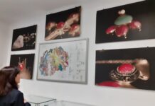 Презентирани активностите за заштитита и промоција на овој наш уникатен камен – македонскиот рубин