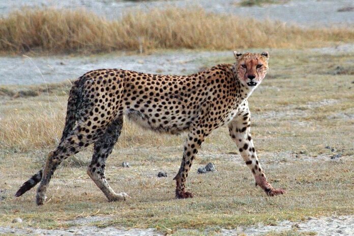 Acinonyx_jubatus_walking_edit