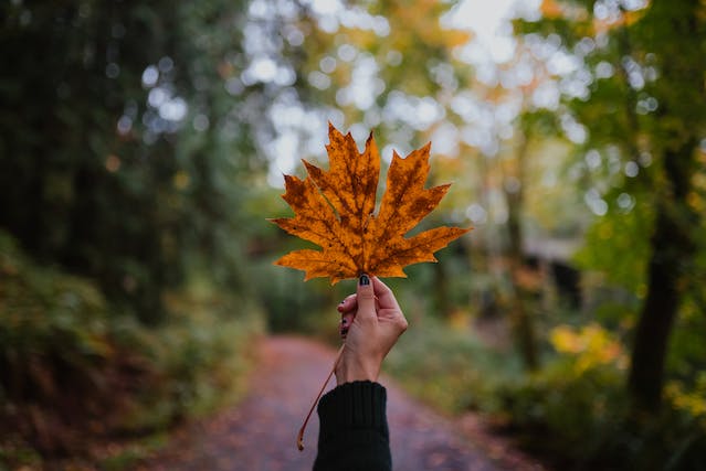esen-list-pexels-josh-hild-18816062