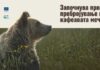 Колку кафеави мечки има во Македонија? Почна историско пребројување