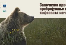 Колку кафеави мечки има во Македонија? Почна историско пребројување