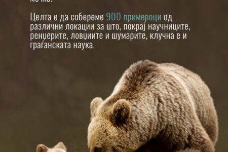 Почнува првиот национален генетски мониторинг на кафеавата мечка во Македонија