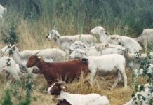 Португалија бара пари од ЕУ за кози, овци и говеда кои помагаат во спречување на пожарите
