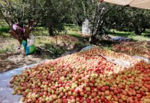 Јаболката скапуваат на нивите, откуп 4 денари, а берачите од Албанија бараат 2.500 денари дневно