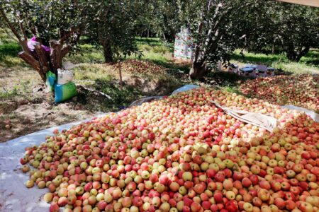 Јаболката скапуваат на нивите, откуп 4 денари, а берачите од Албанија бараат 2.500 денари дневно