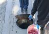 Редовна есенска дератизација во Центар, опфатени 2.000 шахти