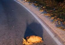 Срнче лежи на патот во Маврово, граѓаните бараат помош