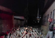 Се расплетува мрежата за нелегалната трговија – кој стои зад црниот пазар на дрва?