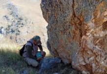 Со минерални и витамински блокови се дополнува исхраната на дивечот