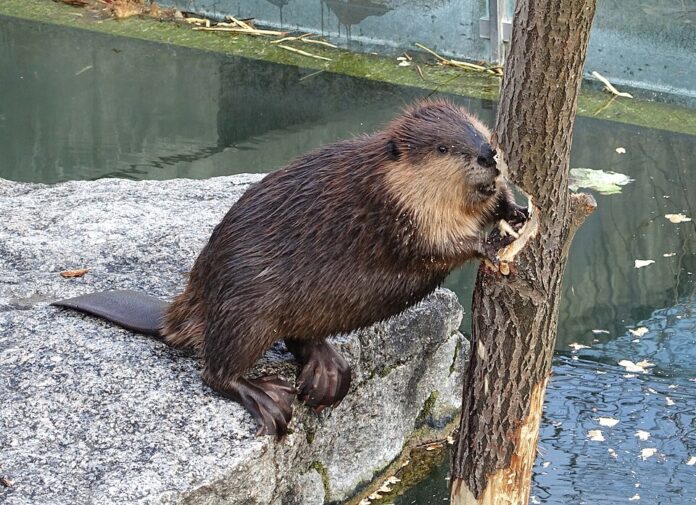 Castor_canadensis_-_Wilhelma_Zoo_-_Stuttgart,_Germany_-_DSC02120