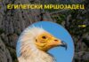 Египетскиот мршојадец пред исчезнување на Балканот