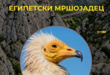 Египетскиот мршојадец пред исчезнување на Балканот