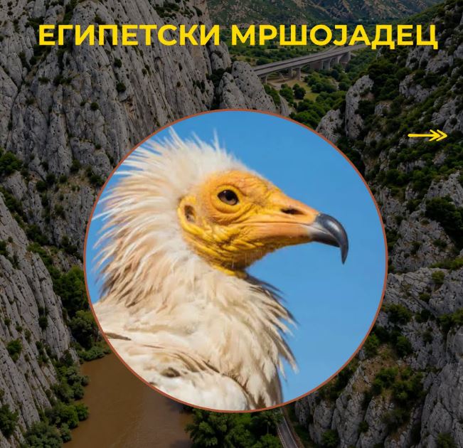 egipetski mrshojadec