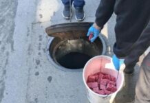 Редовна есенска дератизација во Центар, опфатени 2.000 шахти