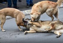 Достапноста на отпадот е главниот двигател на бездомните кучиња