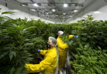 Речиси 8 тони канабис исчезнаа од компанија за одгледување медицинска марихуана во Струмичко