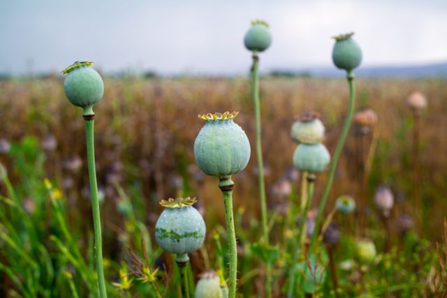 opium pexels-hasan-kurt-154798938-11192482
