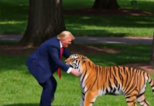 Трамп објави бизарно видео со вештачка интелигенција: Трча и се бори со тигар!/ВИДЕО