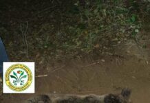 Спасено мече заглавено во нелегално поставена сајла во Велешко/ФОТО