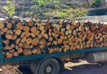 Запленети над 500 кубици дрвна маса и поднесени 140 пријави