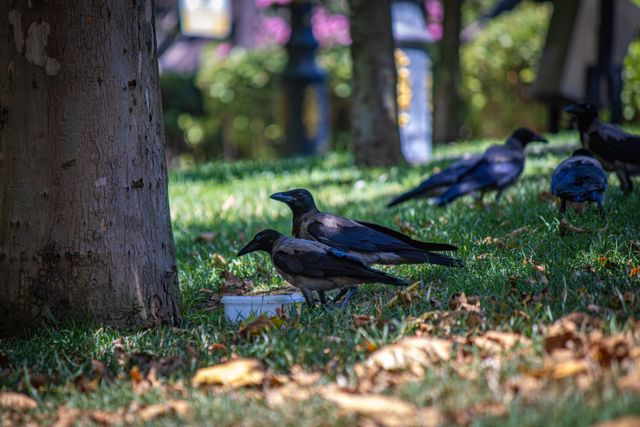 vrani pexels-emrephotography-37566437