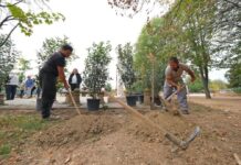 Засадени 20 декоративни дрвја во Паркот на борците, во Карпош 3