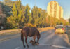 Се ождреби кобила среде улица во Карпош