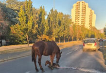 Се ождреби кобила среде улица во Карпош